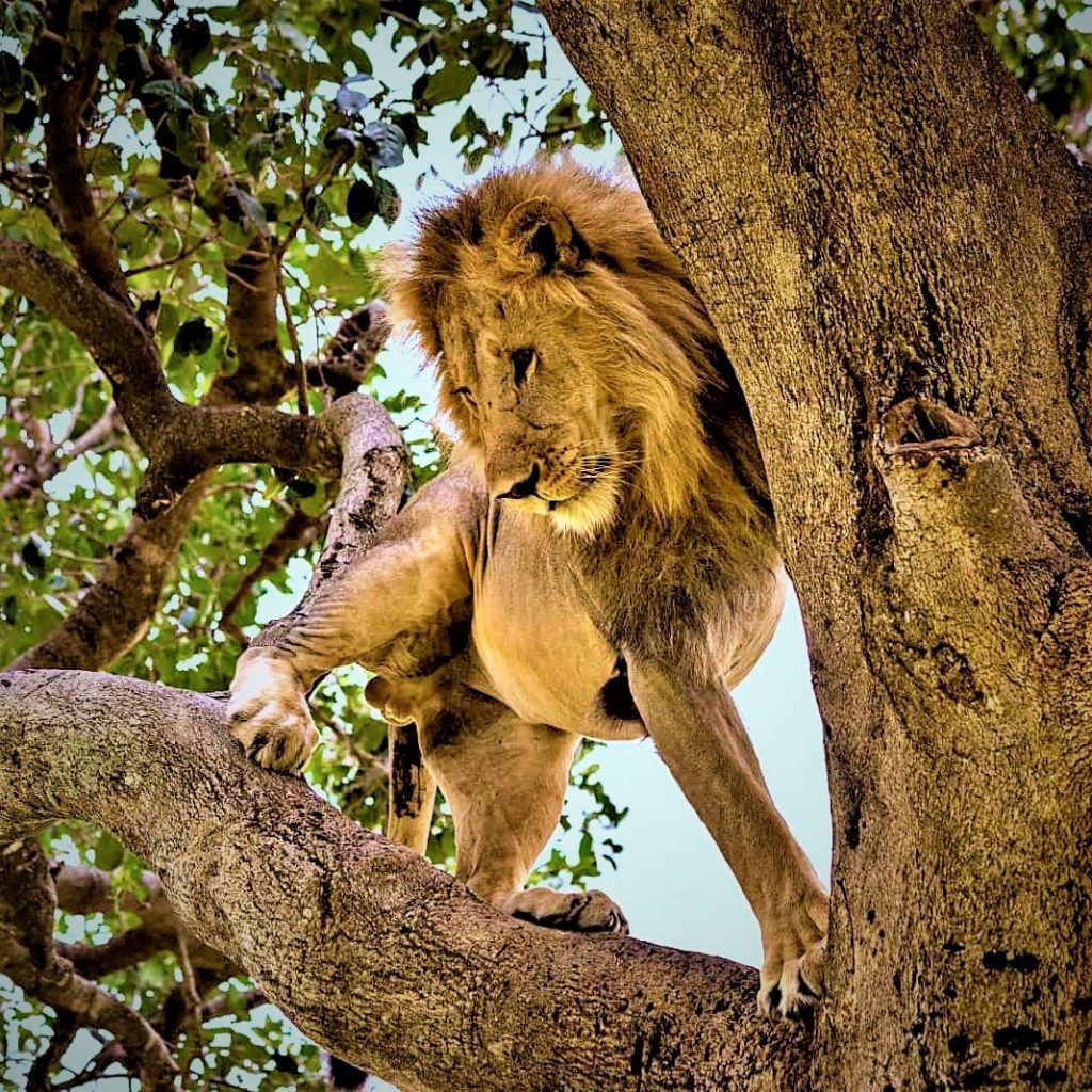 A Lion Climb The Tree Whatsapp Dp Image
