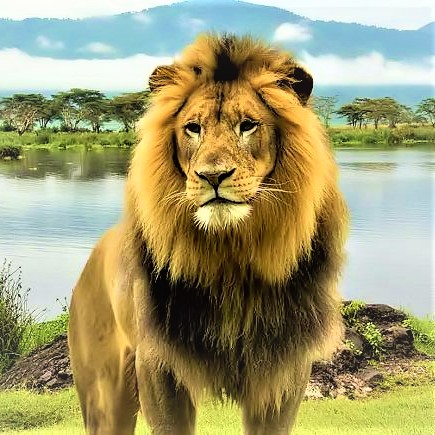 A Lion Standing Of Lake Side Whatsapp Dp Image