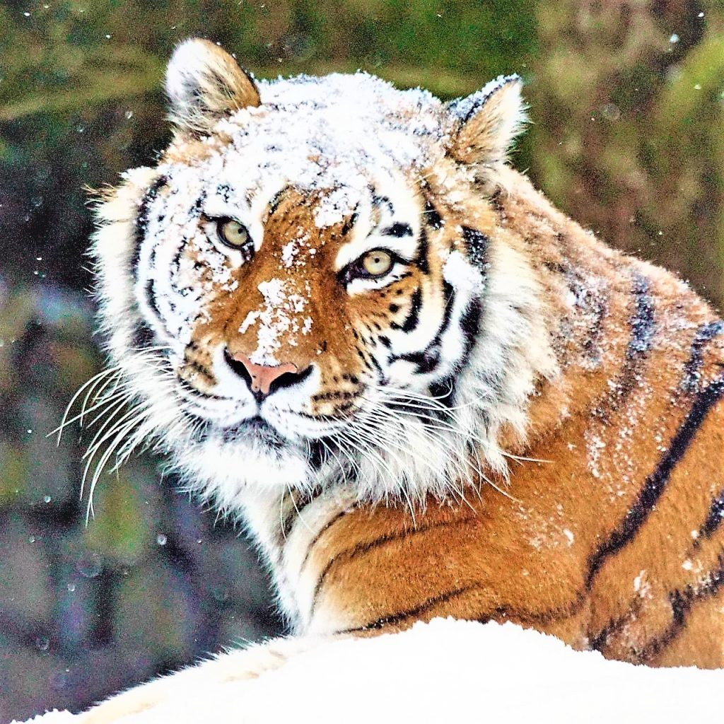 A Tiger Enjoying Snowfall WhatsApp DP Image