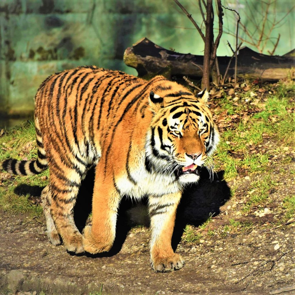 A Tiger Searching Food WhatsApp DP Image