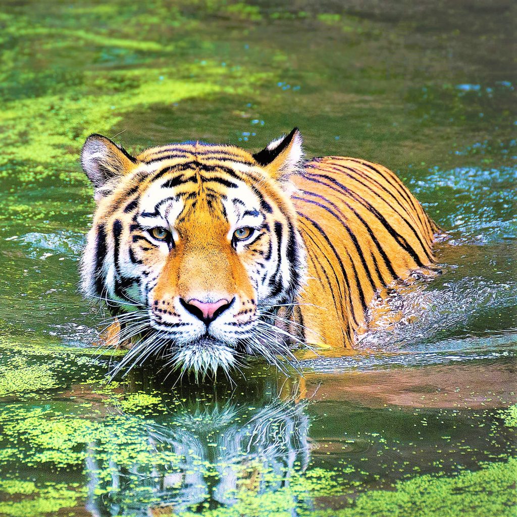 A Tiger Swimming In Pond WhatsApp DP Image