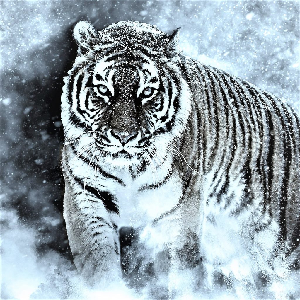 Amur Tiger WhatsApp DP Image