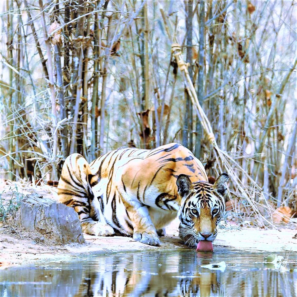 Bengal Tiger Drink River Water WhatsApp DP Image