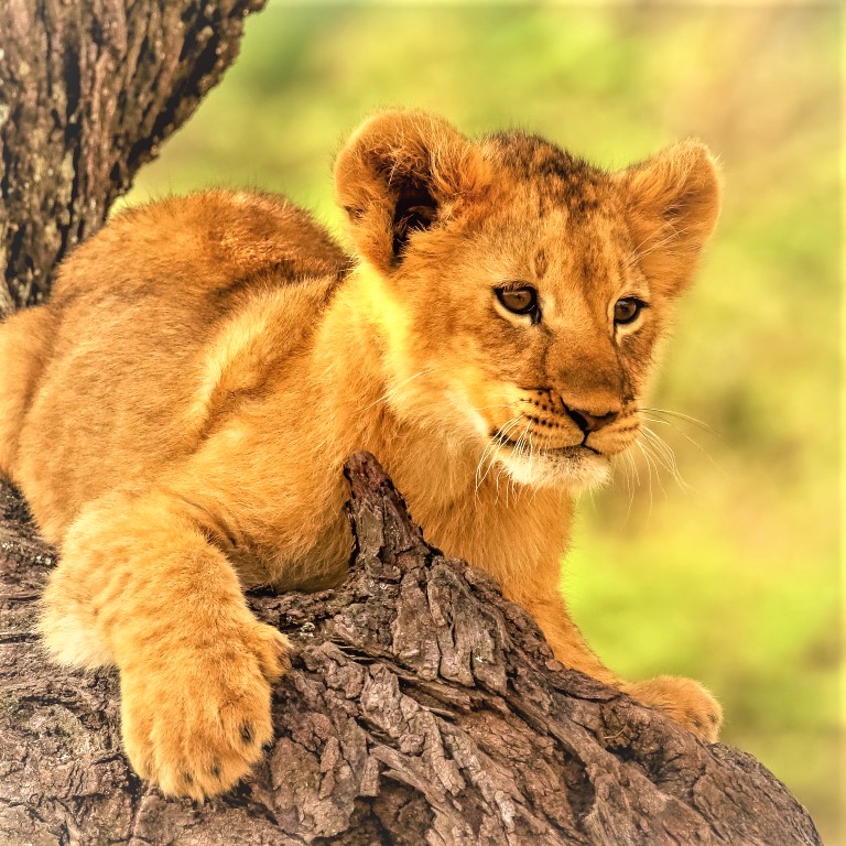 Child Lion Climb Whatsapp Dp Image