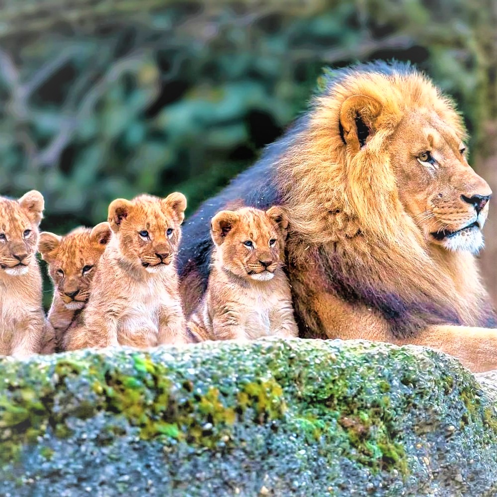 Child Lions With Mother Lions Whatsapp Dp Image