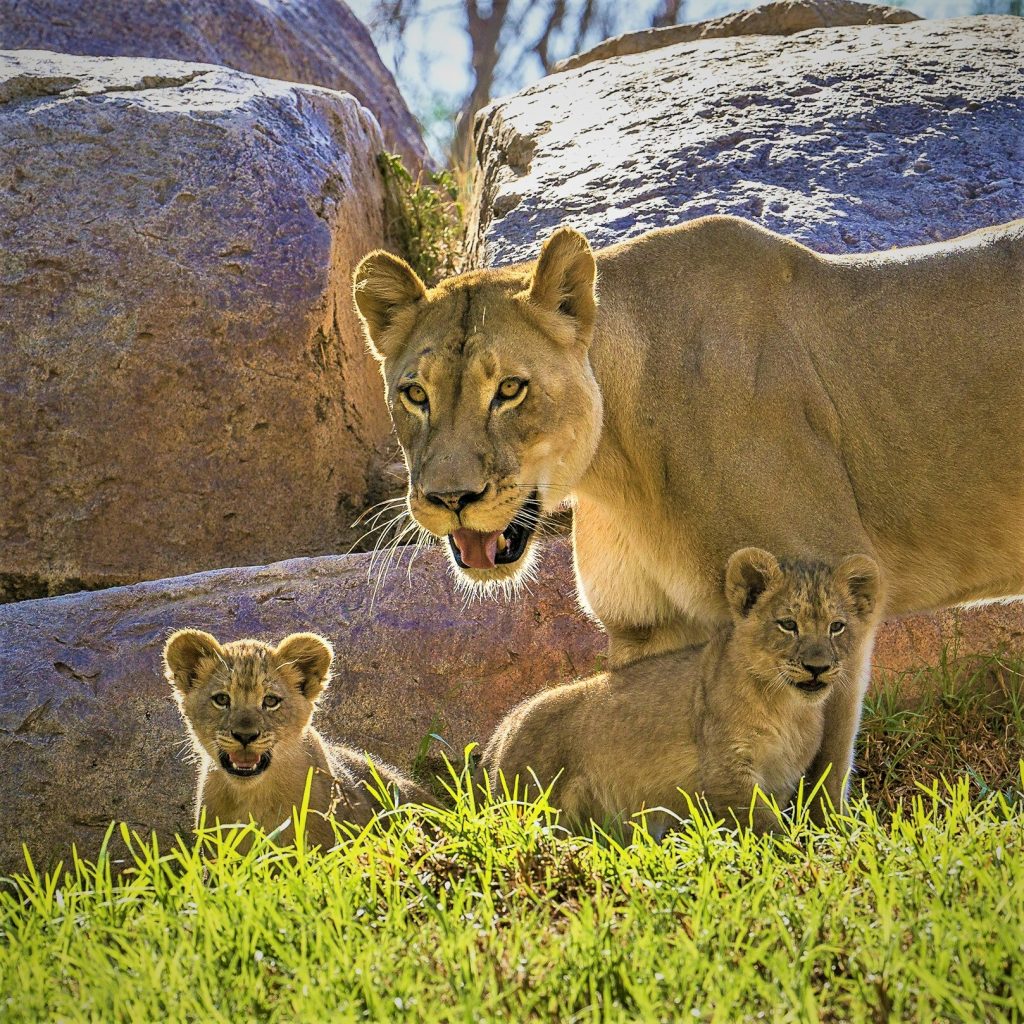 Female Lion With Cutest Child Cub Whatsapp Dp Image