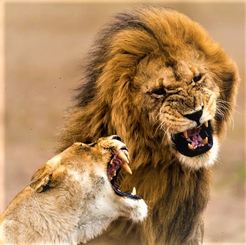 Lion And Lioness Aggression Whatsapp Dp Image