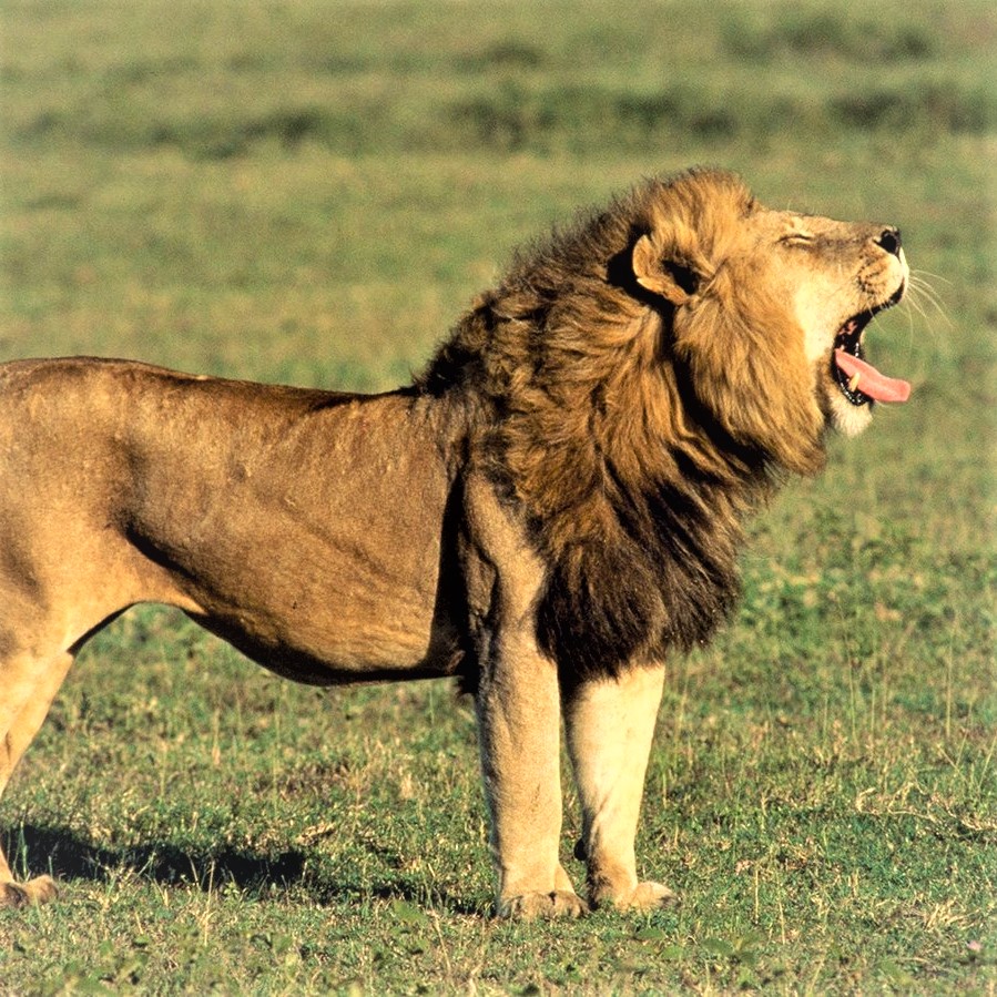 Lion Roaring Whatsapp Dp Image