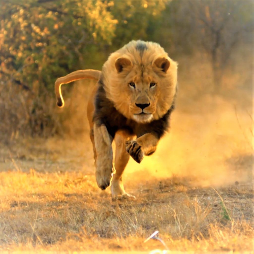 Lion Running Whatsapp Dp Image