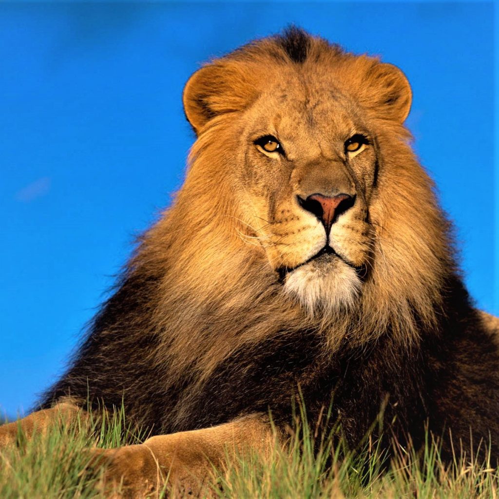 Lion The King Of Jungle Whatsapp Dp Image