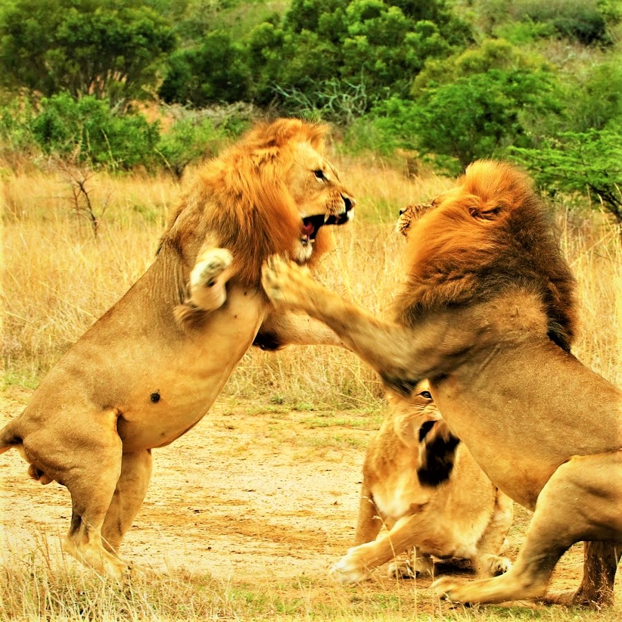 Lions Are Fight Eachother Whatsapp Dp Image