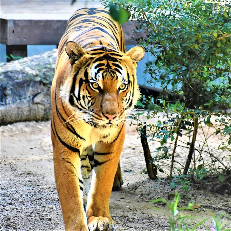 Get to Know the Amazing Malayan Tiger: Guardians of the Jungle
