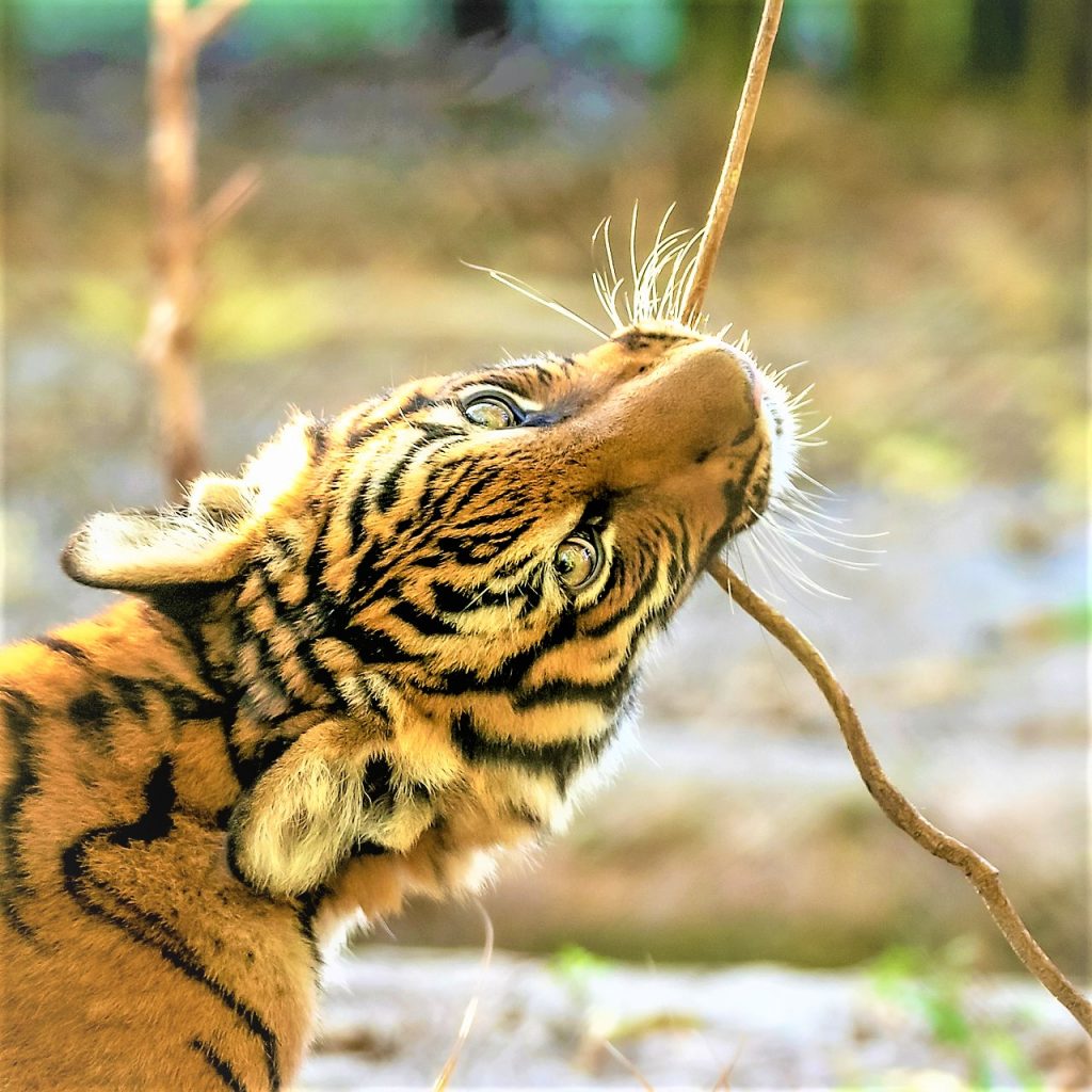 Malayan Tiger Cub Eating Tree Rope WhatsAPP DP Image