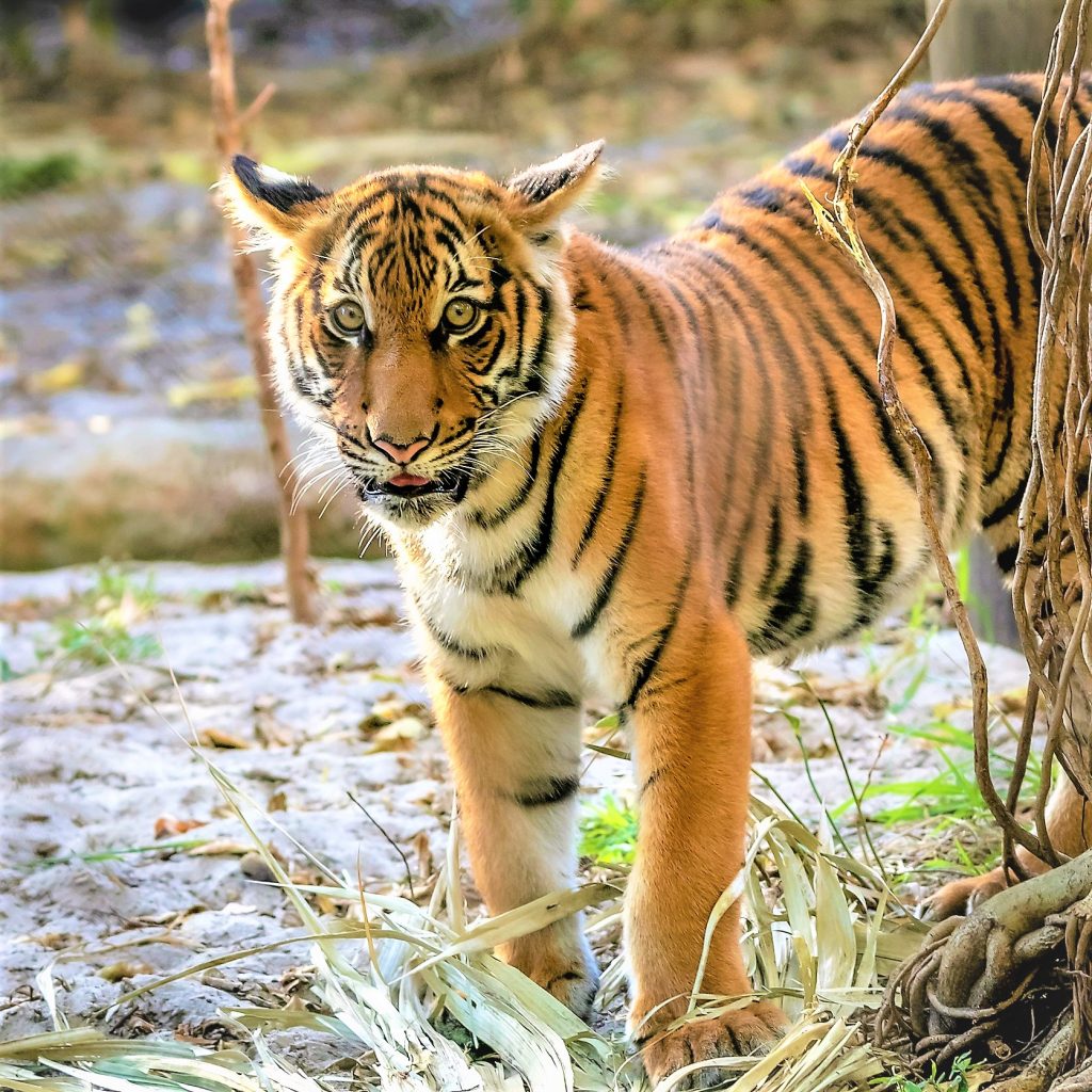 Malayan Tiger Cub In Angry WhatsApp DP Image