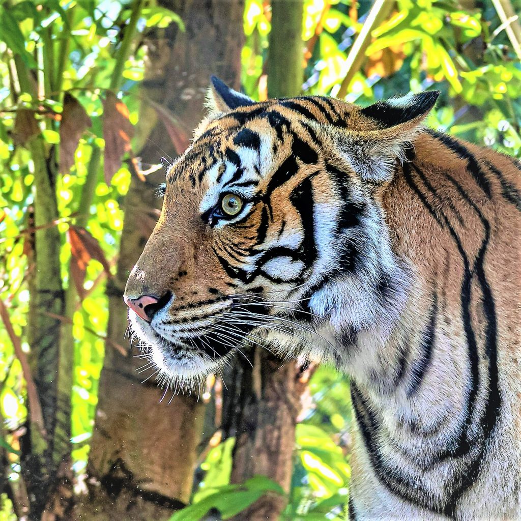 Malayan Tiger Cub Looks WhatsApp DP Image