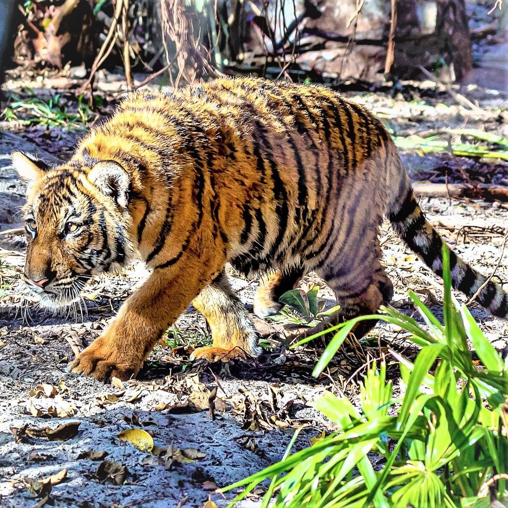 Malayan Tiger Cub Ready To Attack WhatsAPP DP Image