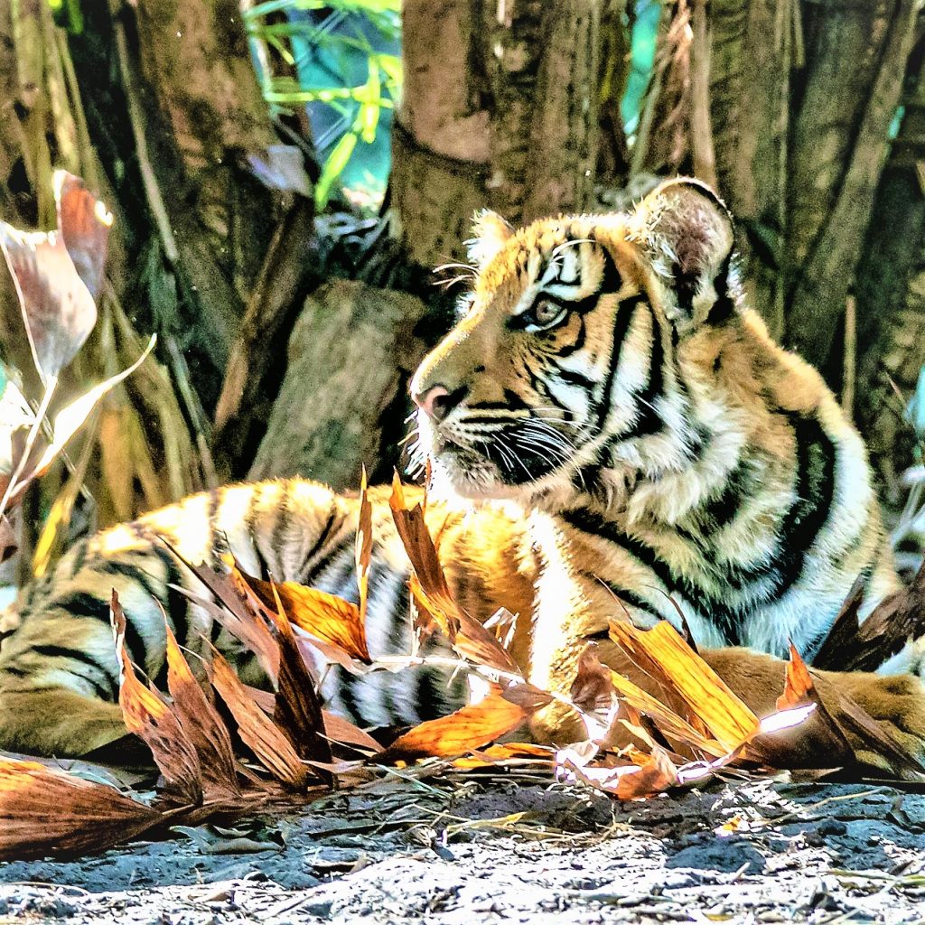 Malayan Tiger Cub Sleeping Under The Tree WhatsApp DP Image
