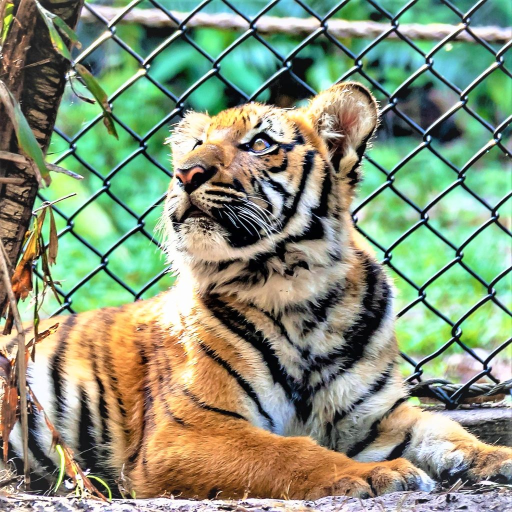 Malayan Tiger Cub WhatsApp DP Image