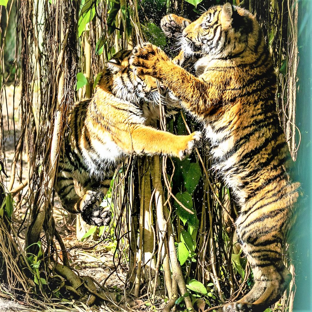 Malayan Tiger Fight Each Other WhatsApp DP Image
