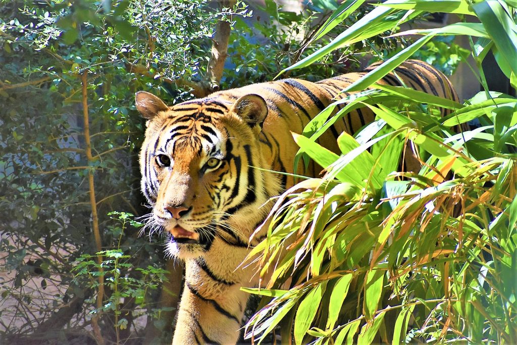 Malayan Tiger Roaring WhatsApp DP Image