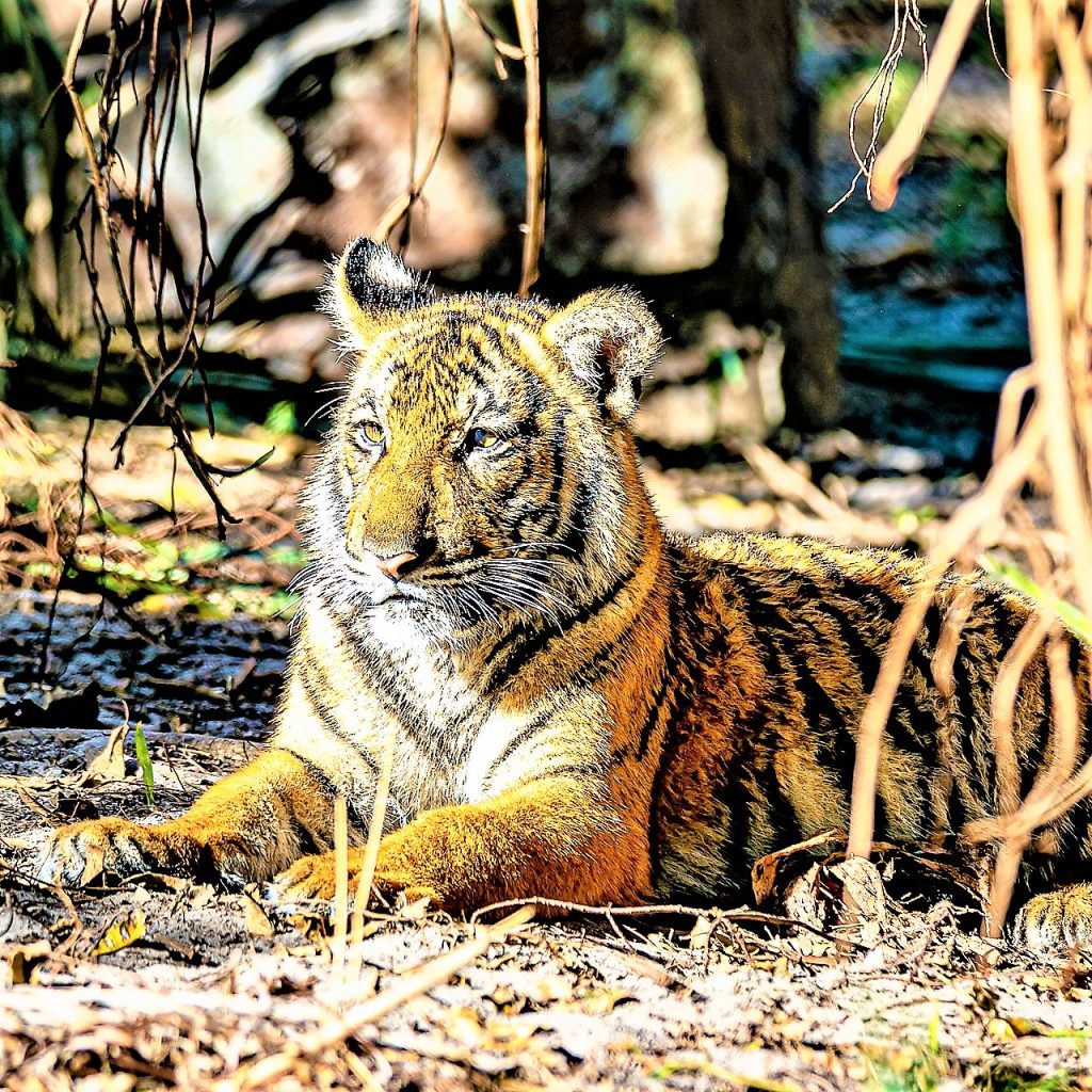 Malayan Tiger Seating In Calm WhatsAPP DP Image