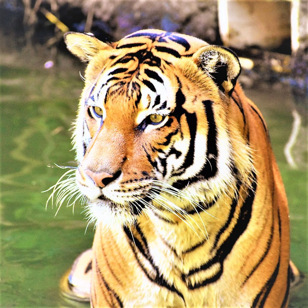 Malayan Tiger Seating In Pond WhatsApp DP Image