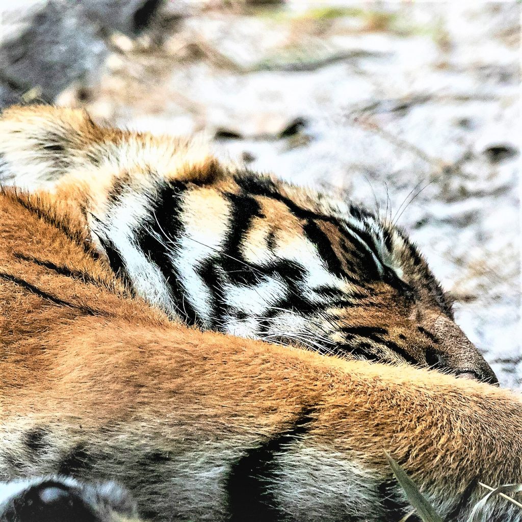 Malayan Tiger Sleeping WhatsApp DP Image