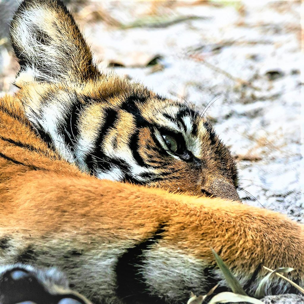 Malayan Tiger Sleeping With Angry Look WhatsApp DP Image