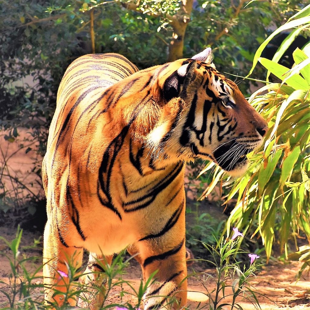 Malayan Tiger Standing In The Forest WhatsApp DP Image