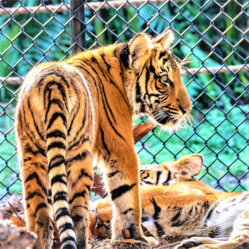 Malayan Tiger Standing In The Zoo WhatsAPP DP Image