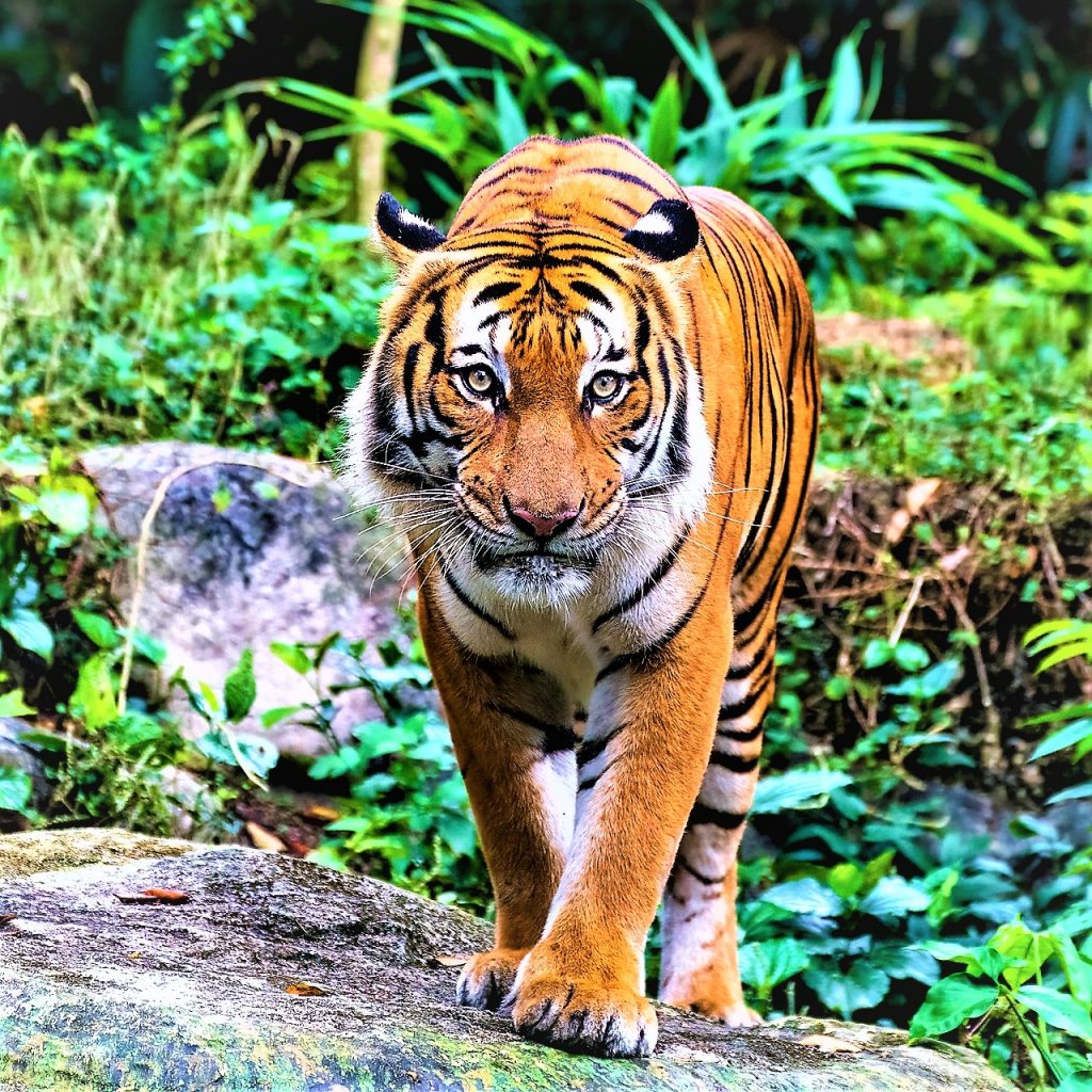 Malayan Tiger Standing On A Small Hill WhatsAPP DP Image