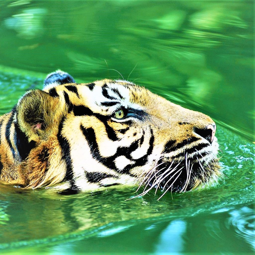 Malayan Tiger Swimming In The Pond WhatsAPP DP Image