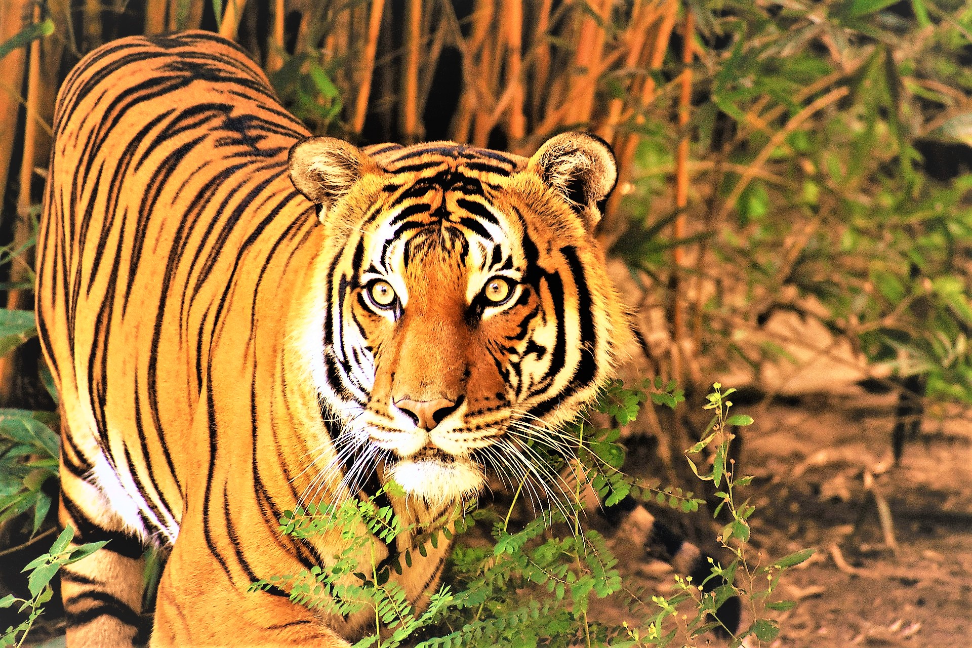 Get to Know the Amazing Malayan Tiger: Guardians of the Jungle