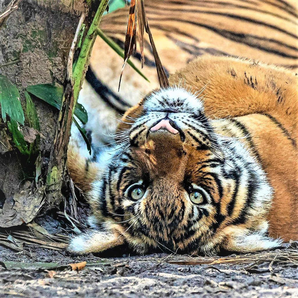 Malayan Tiger Yellow Eyes WhatsAPP DP Image