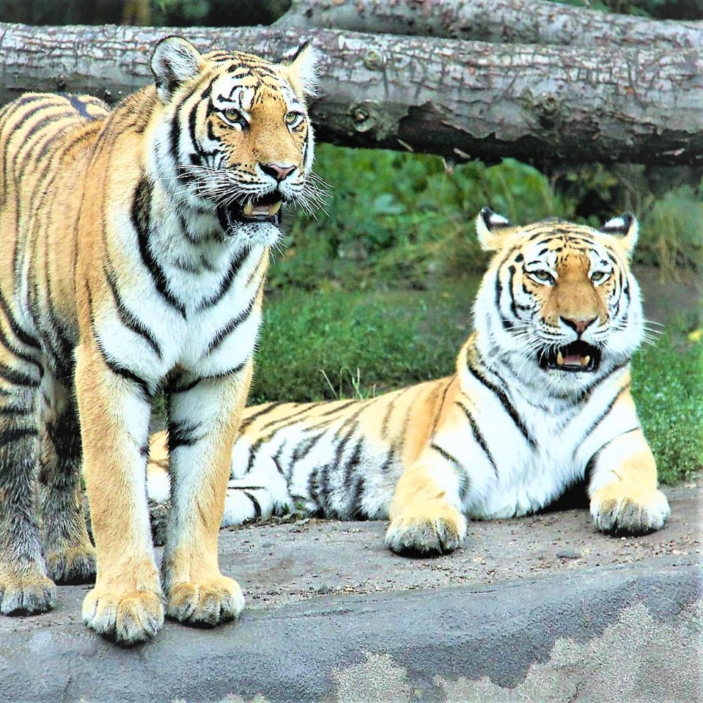 Male And Female Siberian Tiger Roarring WhatsApp DP Image