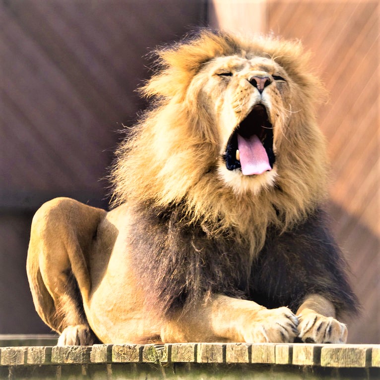 Male Lion Roaring Whatsapp Dp Image