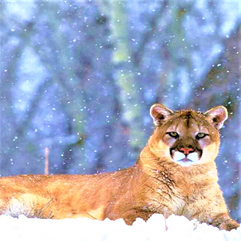 Mountain Lion Cub Enjoying Snow Fall Whatsapp Dp Image