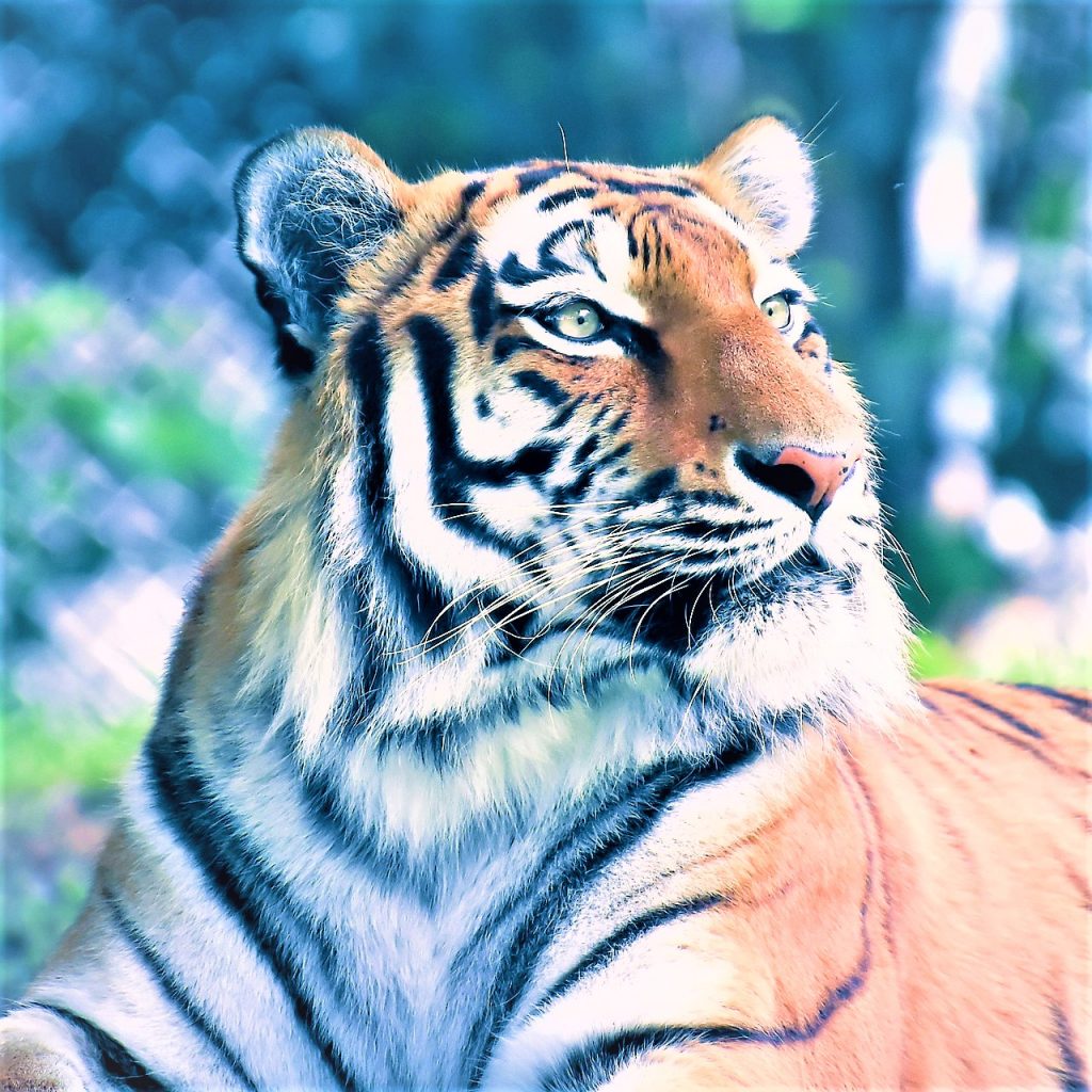 Siberian Tiger Angry Look WhatsApp Dp Image