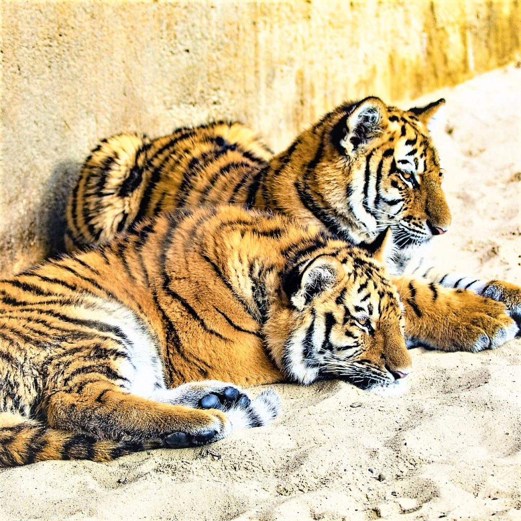 Siberian Tiger Cubs WhatsApp DP Image