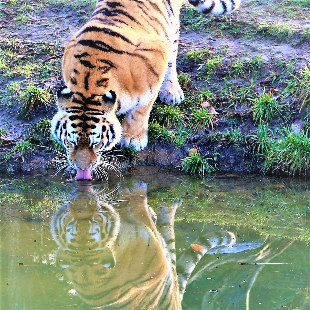 Siberian Tiger Drinking Pond Water WhatsApp DP Image