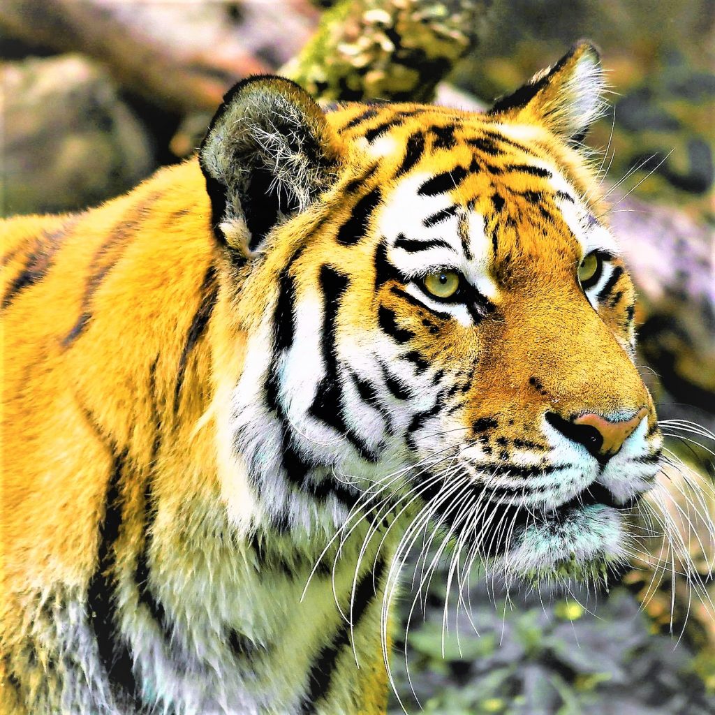 Siberian Tiger Face WjatsApp DP Image