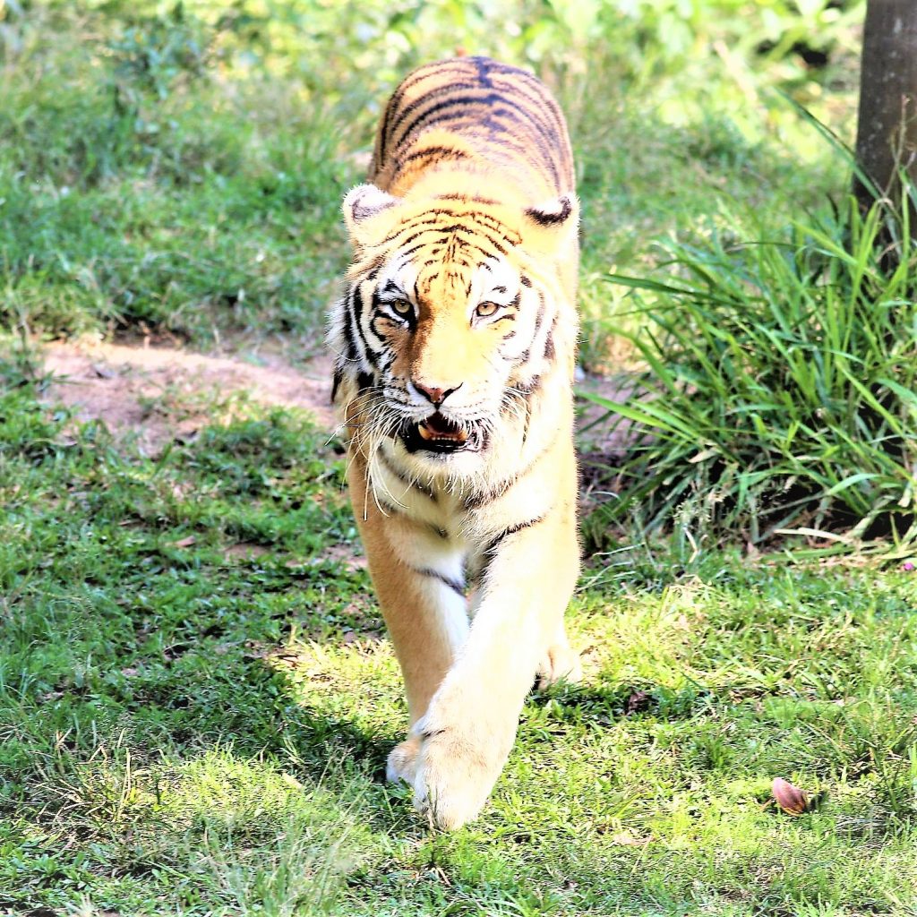 Siberian Tiger Follow A Animal WhatsApp DP image