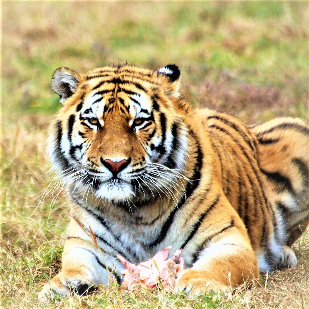 Siberian Tiger Hold A Piece Of Meet WhatsApp Dp Image