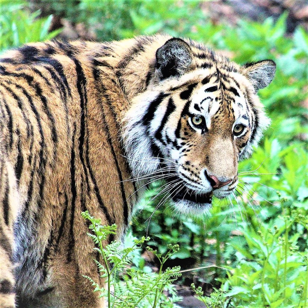 Siberian Tiger In Forest WhatsApp DP Image