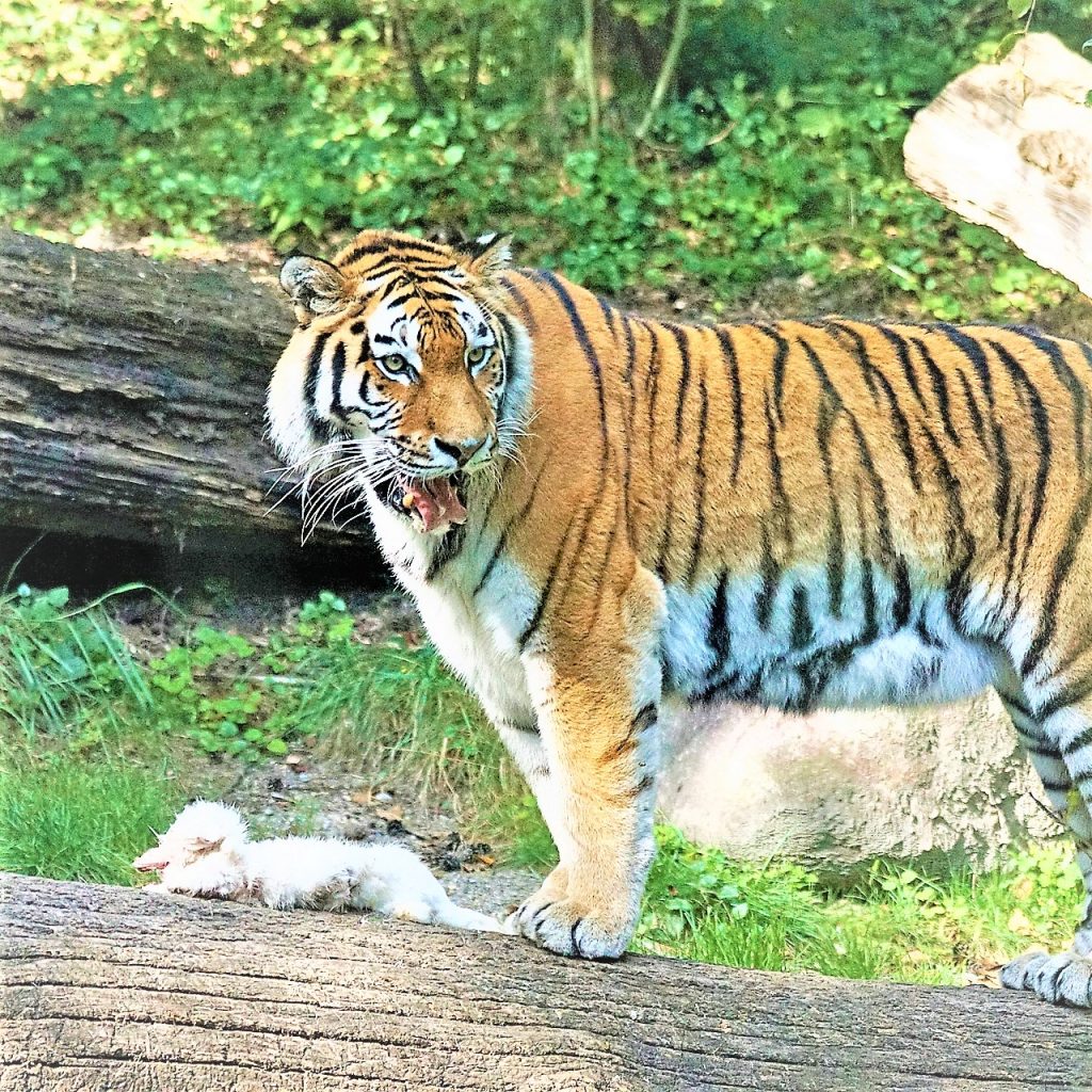 Siberian Tiger Kill A Animal WhatsApp DP Image