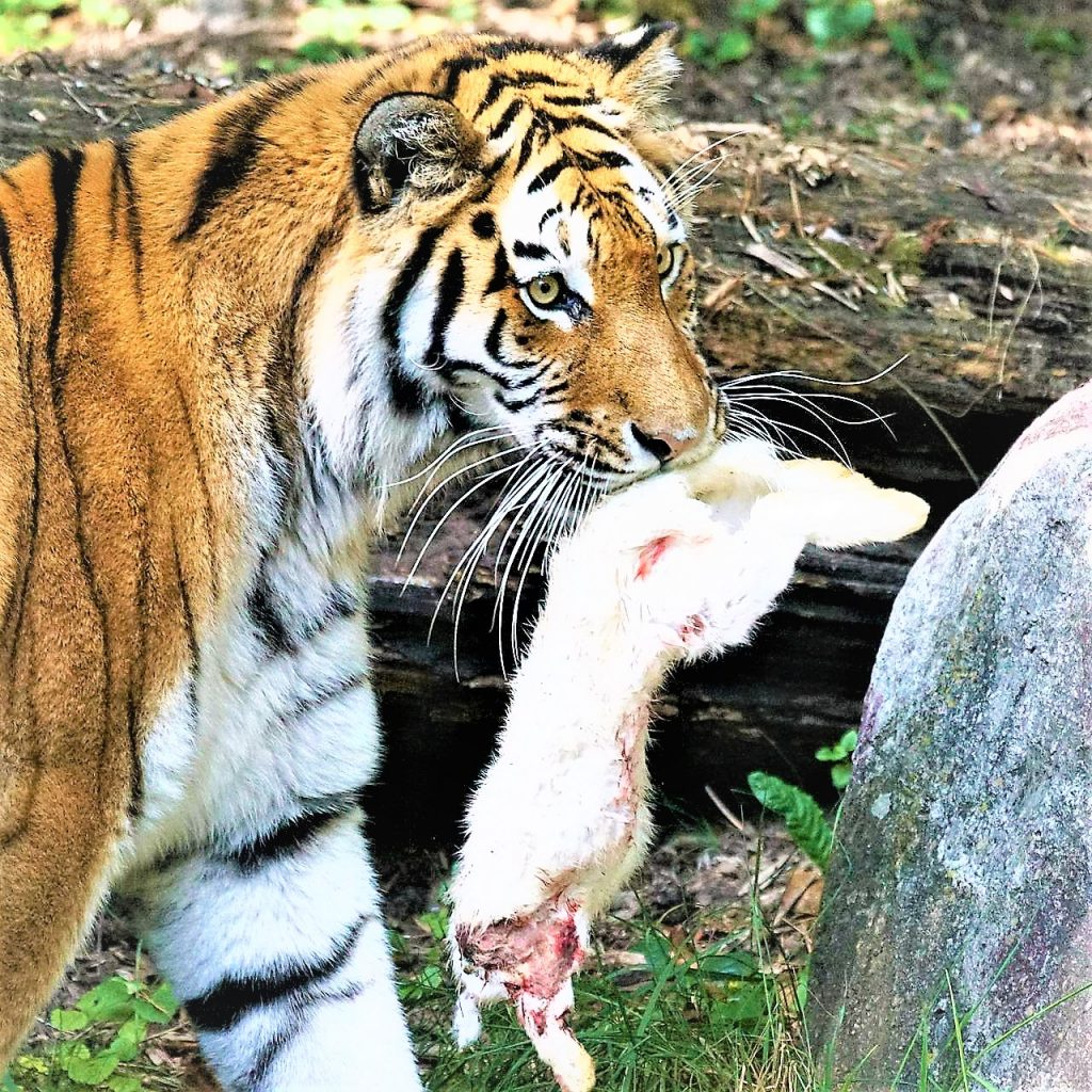 Siberian Tiger Kill A Rabbit WhatsApp DP Image