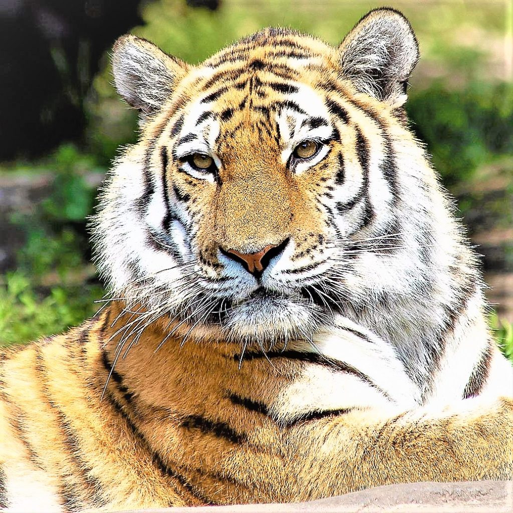 Siberian Tiger Looks WhatsApp DP Image