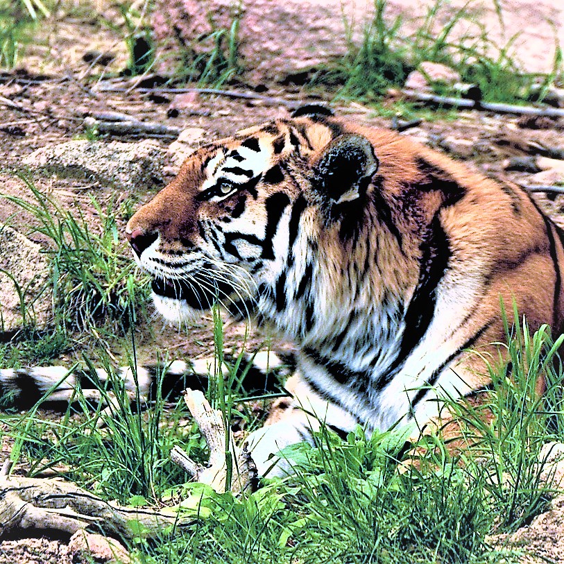 Siberian Tiger Play With Wood Stick WhatsApp DP Image