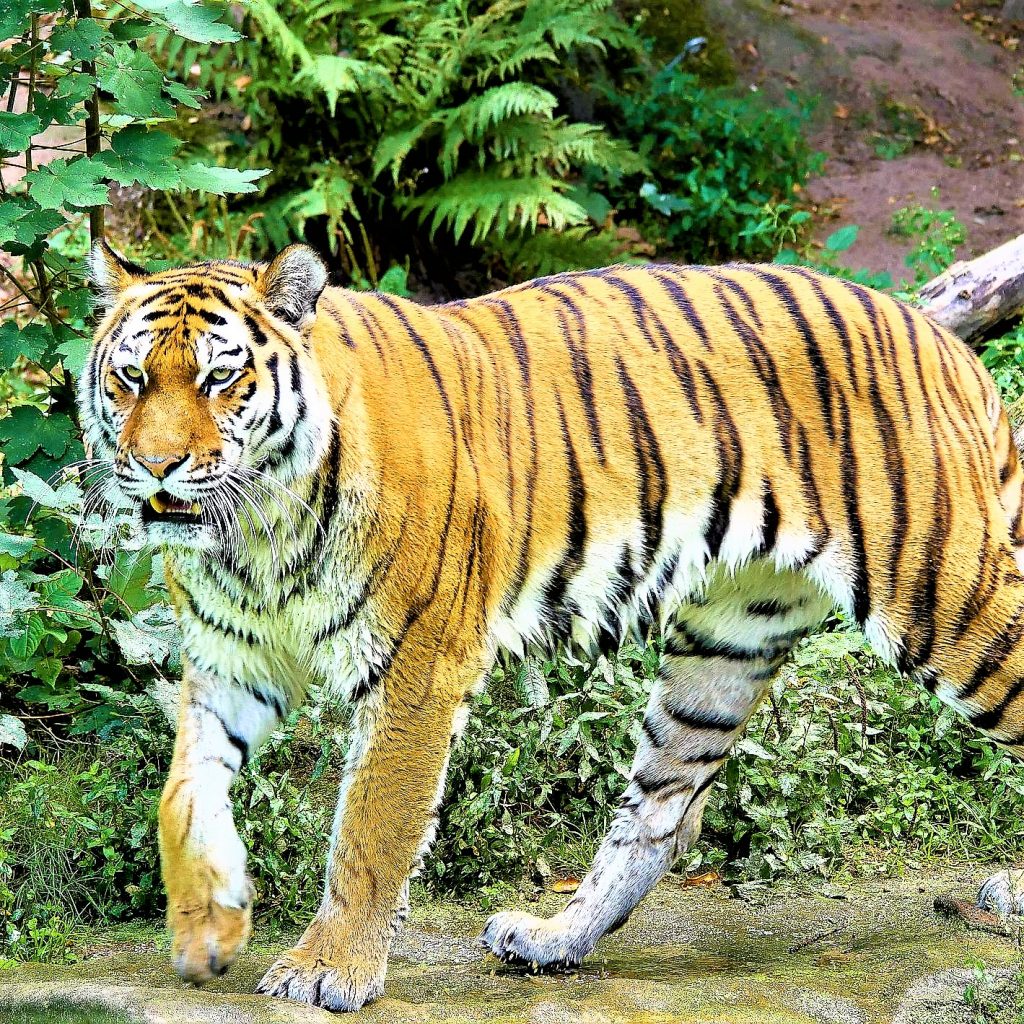 Siberian Tiger Ready To Attack WhatsApp DP Image