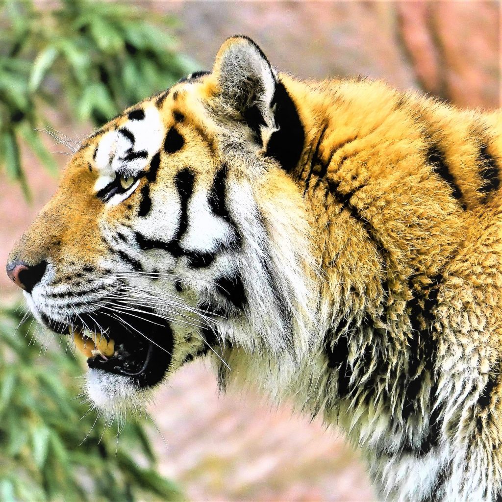 Siberian Tiger Roarring To Bite WhatsApp DP Image